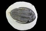 Bargain, Zlichovaspis Trilobite - Atchana, Morocco #72888-1